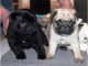 Pug Puppies for sale in Portland, OR, USA. price: NA