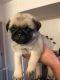 Pug Puppies for sale in Pennsylvania Ave, Los Angeles, CA 90033, USA. price: NA