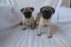 Pug Puppies for sale in Birmingham, AL 35201, USA. price: NA