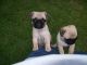 Pug Puppies for sale in New York Ave NW, Washington, DC, USA. price: $500