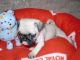 Pug Puppies for sale in 10001 N Davis Hwy, Pensacola, FL 32514, USA. price: NA
