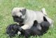 Pug Puppies for sale in Seattle, WA 98111, USA. price: NA