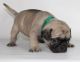 Pug Puppies for sale in Omaha, NE, USA. price: $675
