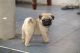 Pug Puppies for sale in Millersburg, IN 46543, USA. price: $350