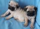 Pug Puppies for sale in Nashville, TN, USA. price: NA