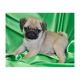 Pug Puppies for sale in Fort Worth, TX 76101, USA. price: NA