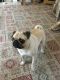 Pug Puppies for sale in New York, IA 50238, USA. price: NA