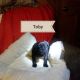 Pug Puppies for sale in Canton, OH, USA. price: NA