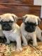 Pug Puppies for sale in Lake Forest, CA 92630, USA. price: NA