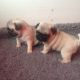 Pug Puppies for sale in Benton, IL 62812, USA. price: $250