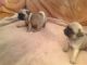 Pug Puppies for sale in California St, Huntington Park, CA 90255, USA. price: NA