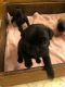 Pug Puppies for sale in Junction City, OR 97448, USA. price: NA