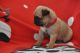 Pug Puppies for sale in Portland, OR, USA. price: NA