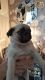 Pug Puppies for sale in New York State Thruway, Scarsdale, NY 10583, USA. price: NA