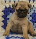 Pug Puppies for sale in New York, NY 10013, USA. price: NA
