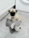Pug Puppies for sale in Alexandria, OH 43001, USA. price: NA