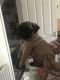 Pug Puppies for sale in Los Andes St, Lake Forest, CA 92630, USA. price: NA