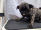 Pug Puppies for sale in Michigan City, IN, USA. price: NA