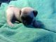 Pug Puppies for sale in Schulenburg, TX 78956, USA. price: $600
