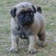 Pug Puppies for sale in East Lansing, MI 48823, USA. price: NA