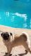 Pug Puppies for sale in Whittier, CA, USA. price: $695