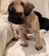 Pug Puppies for sale in Bessemer, AL, USA. price: NA