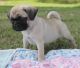 Pug Puppies for sale in Frisco, TX, USA. price: NA