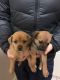 Pug Puppies for sale in Tacoma, WA, USA. price: NA