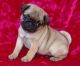 Pug Puppies for sale in NJ-17, Paramus, NJ 07652, USA. price: $400