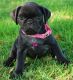 Pug Puppies for sale in Oklahoma City, OK 73101, USA. price: NA