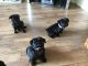 Pug Puppies for sale in California Ave SW, Seattle, WA, USA. price: NA