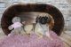 Pug Puppies for sale in California Ave SW, Seattle, WA, USA. price: NA