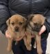 Pug Puppies for sale in Tacoma, WA, USA. price: NA