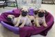 Pug Puppies for sale in Ascutney St, Windsor, VT 05089, USA. price: NA