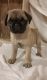 Pug Puppies for sale in Sterling, VA, USA. price: NA
