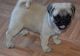 Pug Puppies for sale in Cowley, WY, USA. price: $500