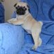 Pug Puppies for sale in Milwaukee, WI, USA. price: $350