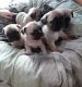 Pug Puppies for sale in Texas City, TX, USA. price: NA