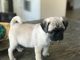 Pug Puppies for sale in Irvine, CA 92618, USA. price: NA