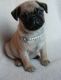 Pug Puppies for sale in Alabaster, AL, USA. price: NA