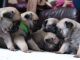 Pug Puppies for sale in Chicago Ave, Evanston, IL, USA. price: NA