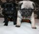 Pug Puppies for sale in Charleston, WV, USA. price: $400