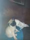 Pug Puppies for sale in Michigan Ave, Inkster, MI 48141, USA. price: $300