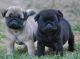 Pug Puppies for sale in Richmond, VA, USA. price: $400