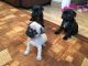 Pug Puppies for sale in 15201 San Pedro Ave, San Antonio, TX 78232, USA. price: NA