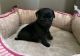 Pug Puppies for sale in Portland, OR 97207, USA. price: NA