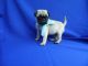 Pug Puppies for sale in New Orleans, LA 70112, USA. price: NA