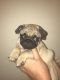 Pug Puppies for sale in Pelham, AL 35124, USA. price: $400