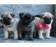Pug Puppies for sale in Manchester, NH, USA. price: $400