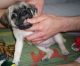 Pug Puppies for sale in Dickinson, ND 58601, USA. price: $600